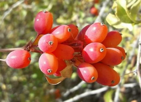 تصویر 3 از قیمت زرشک کوهی لرستان با کیفیت ارزان + خرید عمده